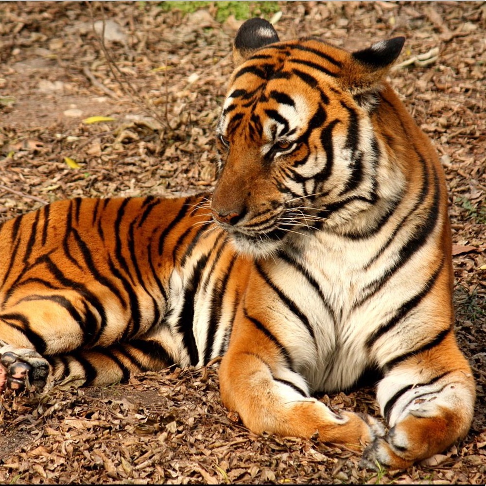 Meet your Posher, Kyaire